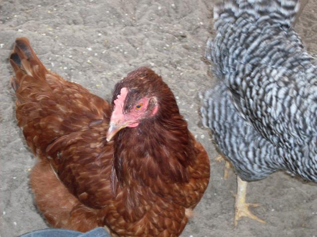 37500_sdc10320.jpg