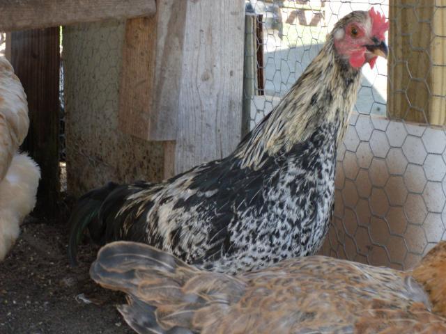 37500_sdc10472.jpg