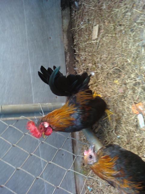 37532_unidentified_chickss_032.jpg