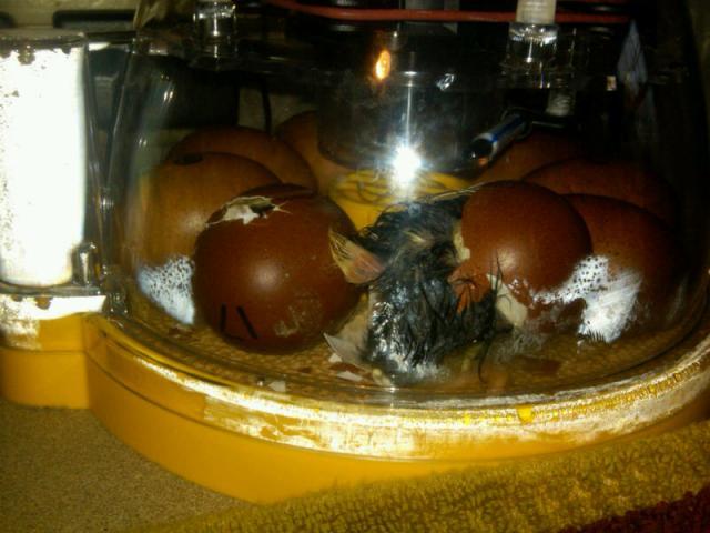 3753_brinsea_first_hatch.jpg