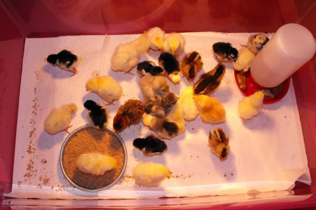 37575_new_chicks_008.jpg