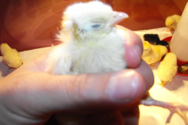 37575_new_chicks_015.jpg