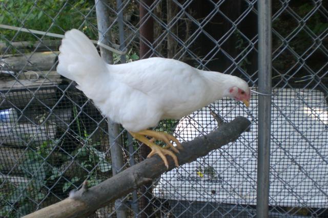 37604_chickens_13_weeks_016.jpg