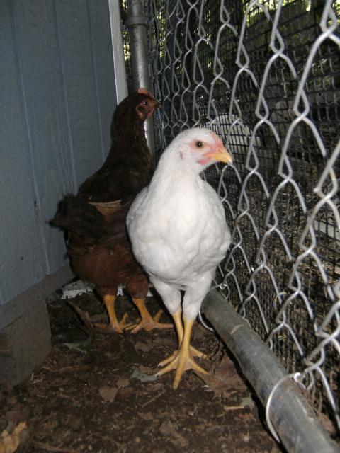 37604_chickens_and_home_026.jpg