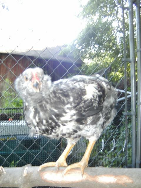 37604_chickens_and_home_045.jpg