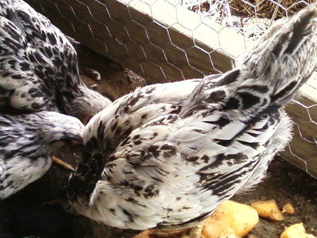 37609_growing_chics_014.jpg