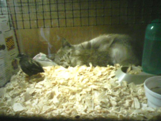 3764_hershey_and_quail.jpg