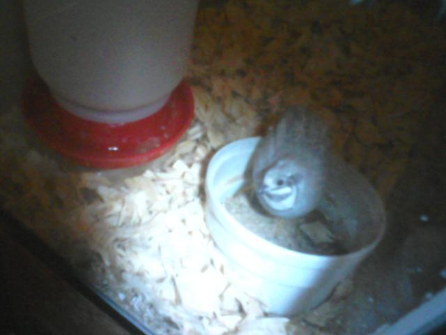 3764_silver_quail.jpg