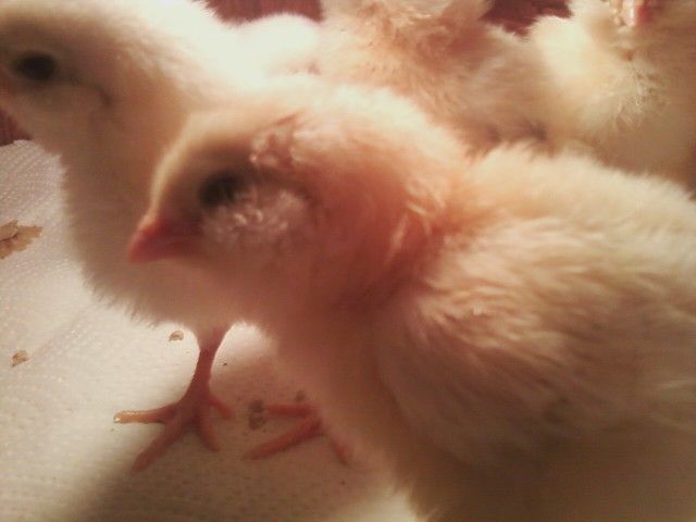 37655_chick.jpg
