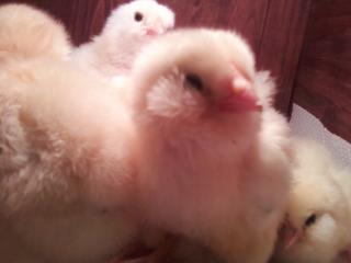 37655_chick1.jpg