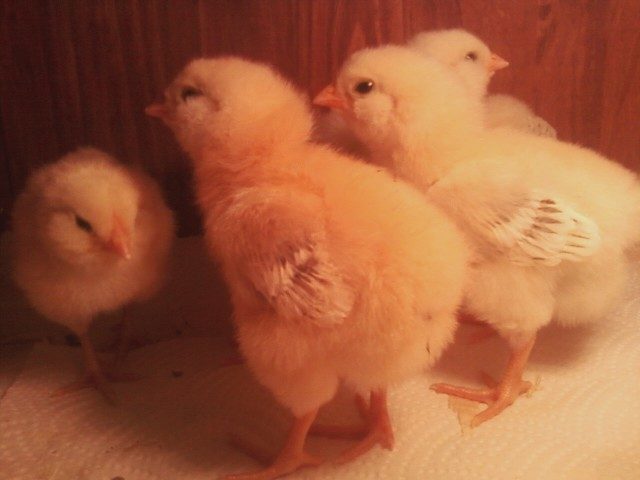 37655_chick3.jpg