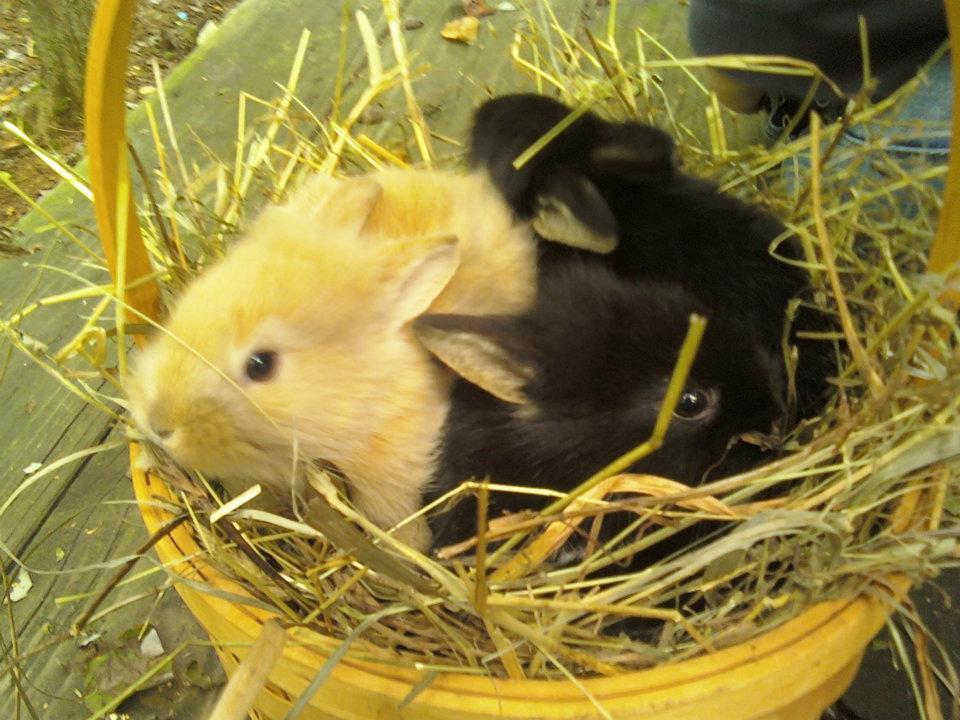 37655_rabbits.jpg