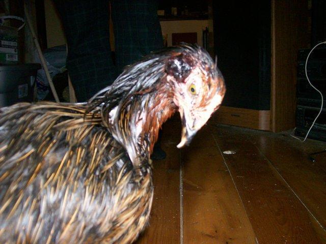 37665_hurt_chicken.jpg