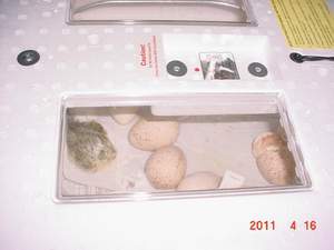 37693_2011-4-15_036_a.jpg
