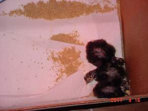 37693_2011-4-15_038_a.jpg
