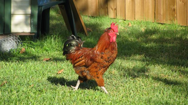 37706_new_coop_024.jpg