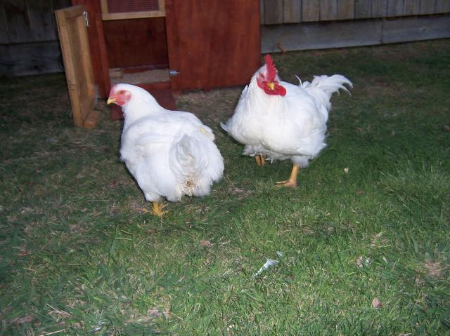 37785_100_1244.jpg