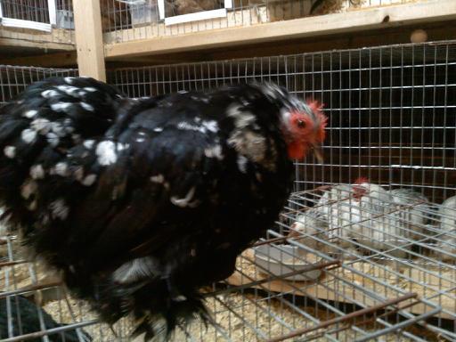 37813_2_mottle_hen.jpg