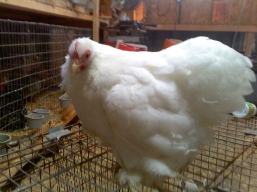 37813_2_white_hen.jpg