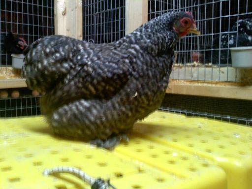 37813_3_barred_hen.jpg