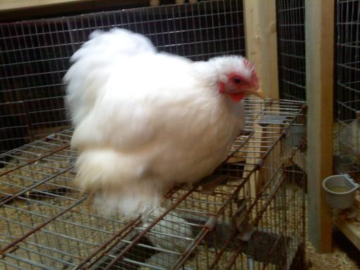 37813_3_white_hen.jpg