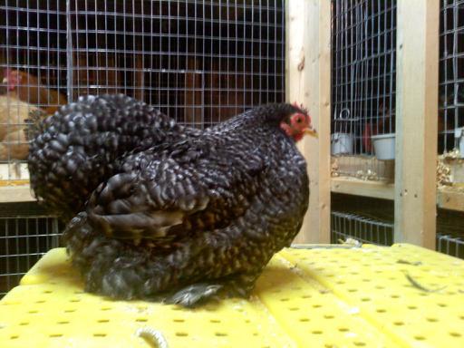 37813_barred_hen_2.jpg
