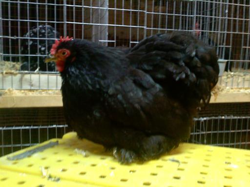 37813_black_cochin_hen.jpg