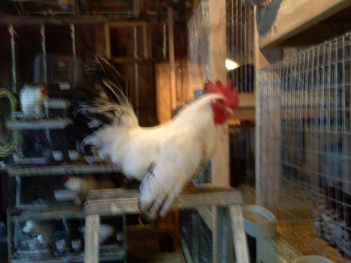 37813_blackwhite_jap_cockerel.jpg