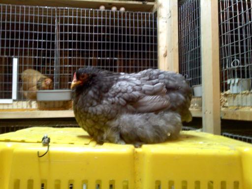 37813_blue_pullet.jpg