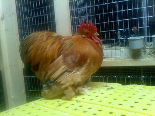 37813_buff_columbian_roo.jpg