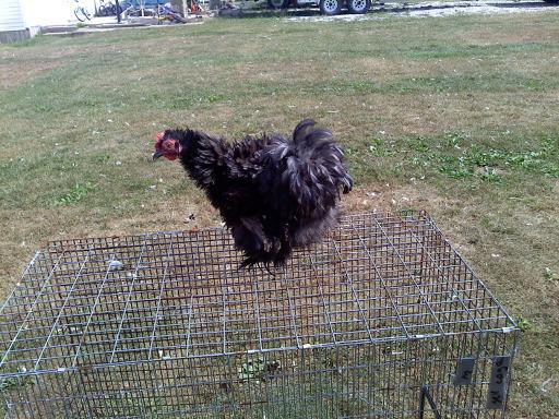 37813_frizzle_hen.jpg