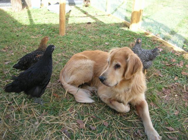 37862_bear_and_chickens_007.jpg
