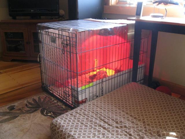 37862_brooder_001.jpg