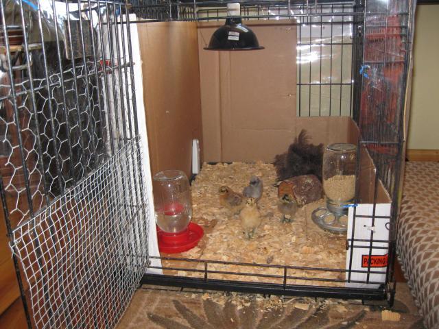 37862_brooder_004.jpg