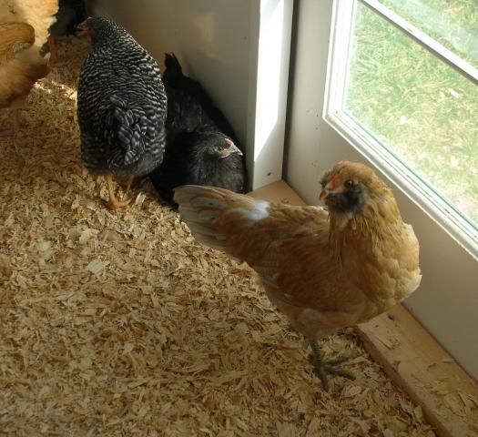 37862_chickens_11_weeks_016.jpg
