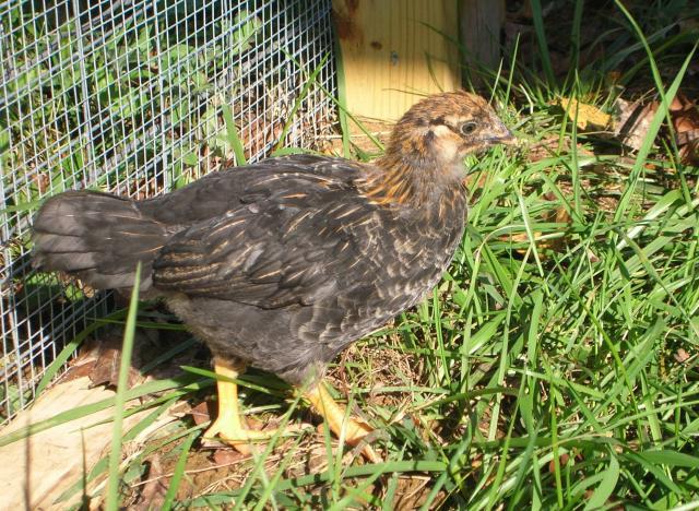 37862_chicks_4_weeks_old_044.jpg