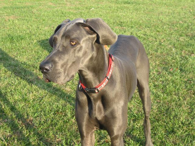 great dane and weimaraner mix