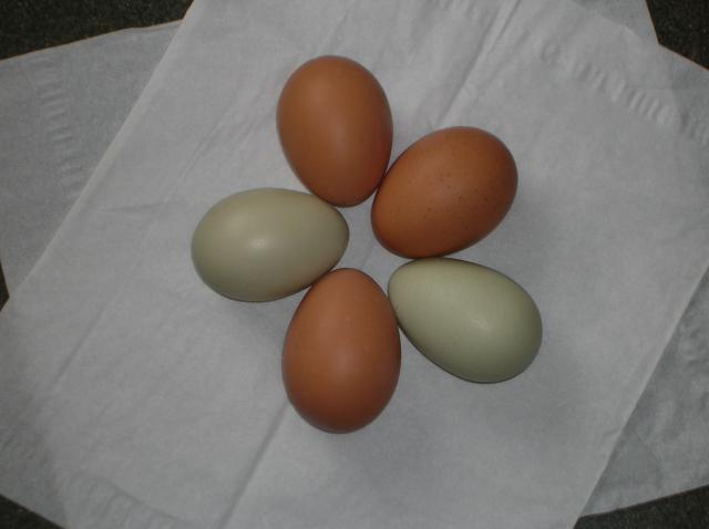 37862_eggs_004.jpg