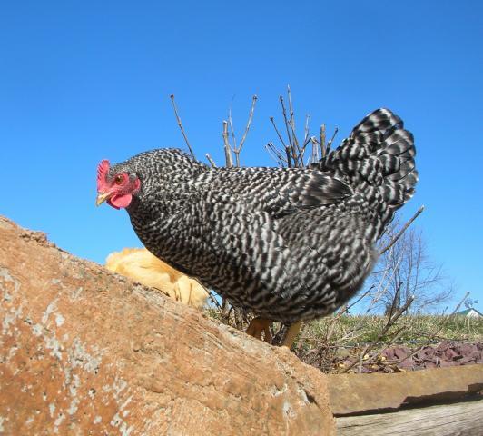 37862_feb_4_chickens_001.jpg