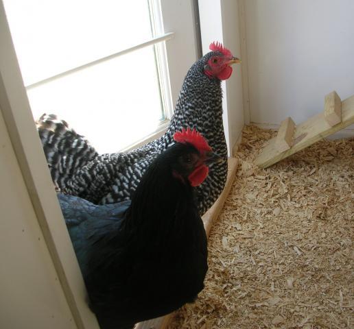 37862_feb_4_chickens_045.jpg