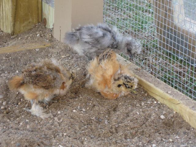 37862_march_17_chicks_in_new_coop_016.jpg
