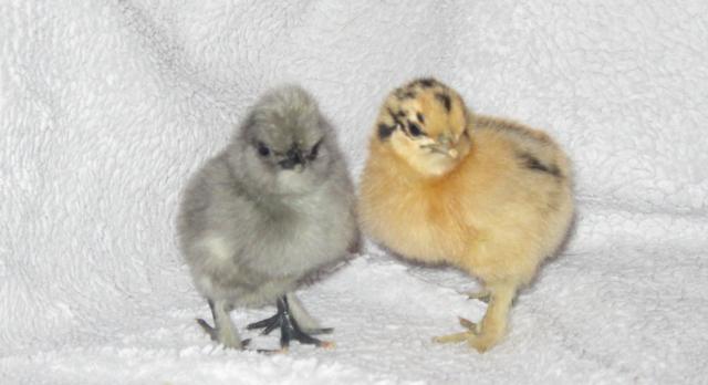 37862_new_bantam_chicks_feb_23_006.jpg