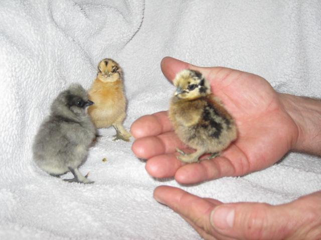 37862_new_bantam_chicks_feb_23_007.jpg