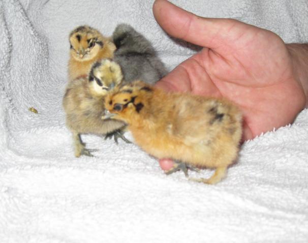 37862_new_bantam_chicks_feb_23_009.jpg