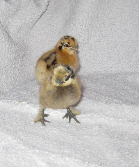 37862_new_bantam_chicks_feb_23_011.jpg