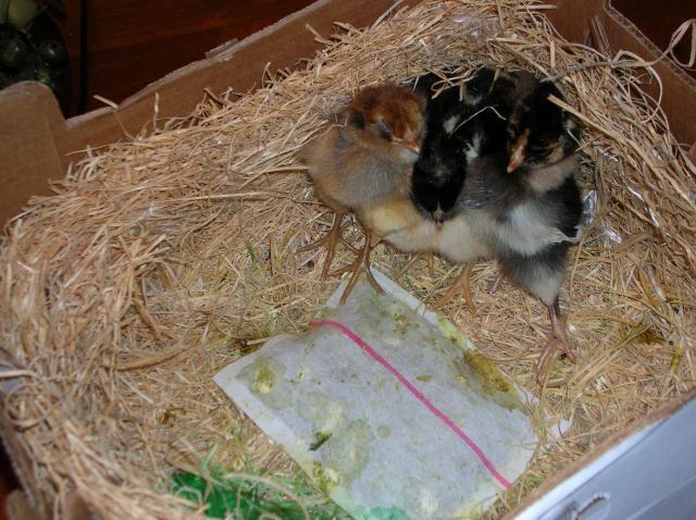 37862_new_chicks_001.jpg