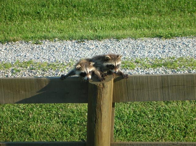 37862_raccoons_013.jpg