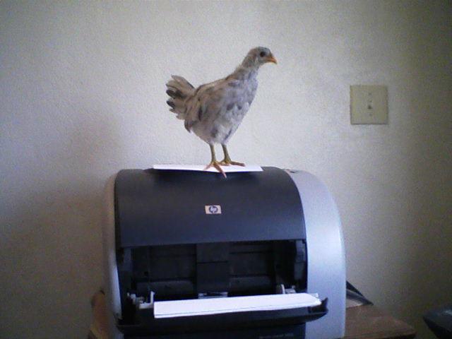 37877_deedee.jpg