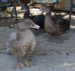 37890_ducks_guineas_017.jpg