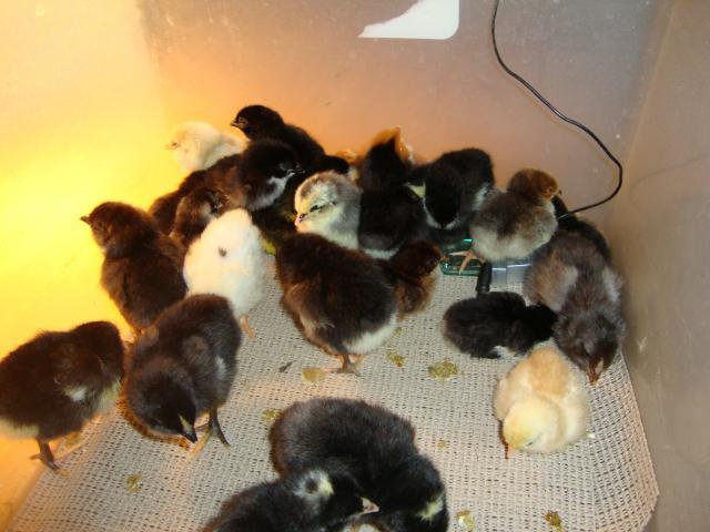 37890_pattis_eggs_037.jpg
